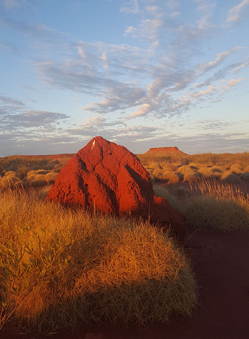 Pilbara Termite Mound and Spinifex Grass